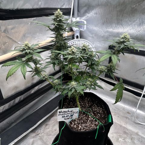 Munchie Matrimony (A): SSG. GWJ25 growlog photo: 💦💦 some of leaves are fading. Trimmed off a few bud blocking leaves. 2-3 weeks left I’m guessing 