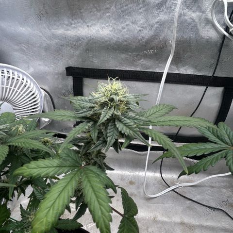 Munchie Matrimony (A): SSG. GWJ25 growlog photo: 💦💦 some of leaves are fading. Trimmed off a few bud blocking leaves. 2-3 weeks left I’m guessing 