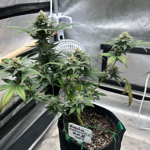 Munchie Matrimony (A): SSG. GWJ25 growlog photo: 💦💦1L no nutes
