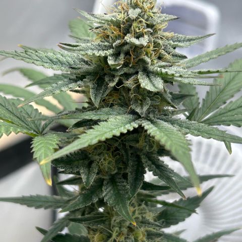Munchie Matrimony (A): SSG. GWJ25 growlog photo: 💦💦1L no nutes