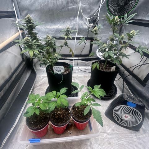 Munchie Matrimony (A): SSG. GWJ25 growlog photo: 💦💦1L no nutes