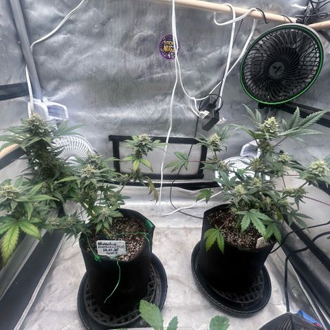 Munchie Matrimony (A): SSG. GWJ25 growlog photo: 💦💦1L no nutes