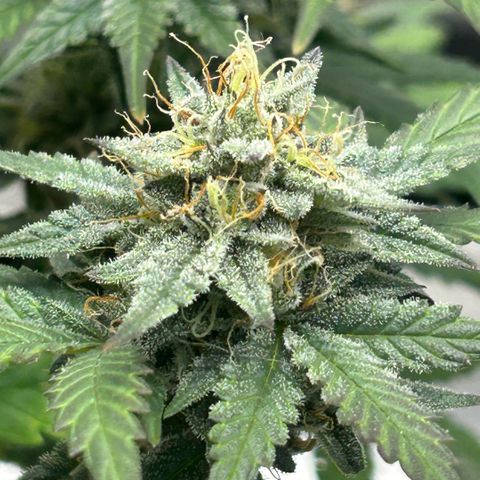 Munchie Matrimony (A): SSG. GWJ25 growlog photo: 💦💦1L no nutes
