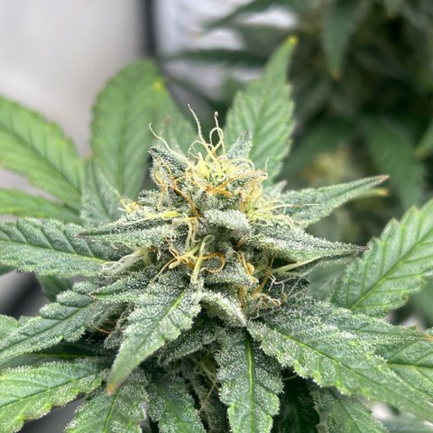 Munchie Matrimony (A): SSG. GWJ25 growlog photo: 💦💦1L no nutes