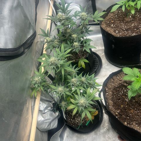 Munchie Matrimony (A): SSG. GWJ25 growlog photo: 💦💦 with full nutes 1L