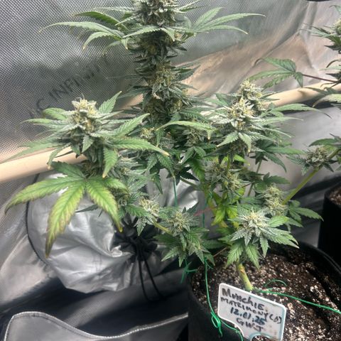 Munchie Matrimony (A): SSG. GWJ25 growlog photo: 💦💦 with full nutes 1L