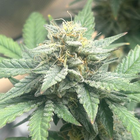 Munchie Matrimony (A): SSG. GWJ25 growlog photo: 💦💦 with full nutes 1L