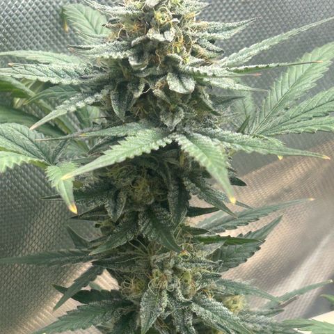 Munchie Matrimony (A): SSG. GWJ25 growlog photo: 💦💦 with full nutes 1L