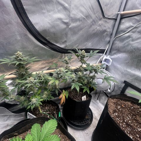 Munchie Matrimony (A): SSG. GWJ25 growlog photo: 💦💦 with full nutes 1L