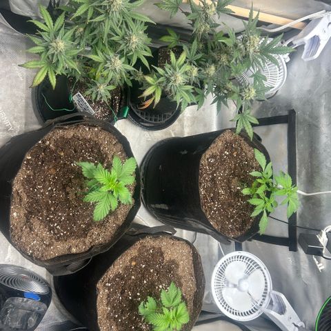Munchie Matrimony (A): SSG. GWJ25 growlog photo: 💦💦 with full nutes 1L