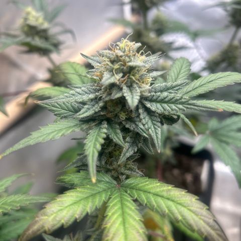 Munchie Matrimony (A): SSG. GWJ25 growlog photo: 💦💦 with full nutes 1L