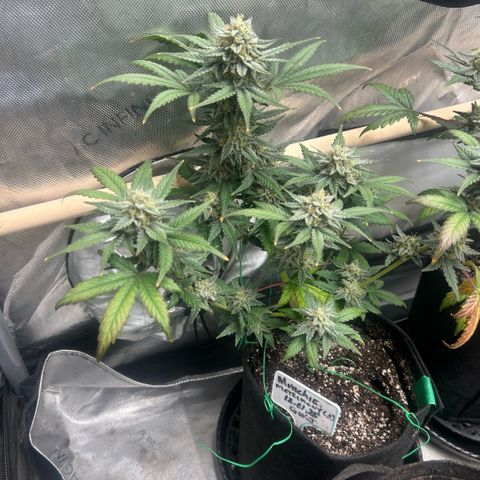 Munchie Matrimony (A): SSG. GWJ25 growlog photo: 💦💦 with full nutes 1L