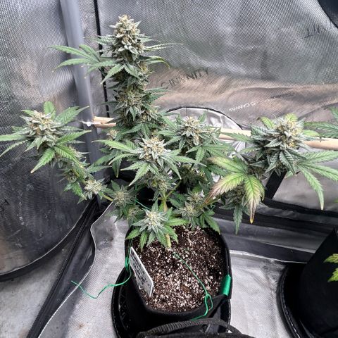 Munchie Matrimony (A): SSG. GWJ25 growlog photo: 💦💦 no nutes