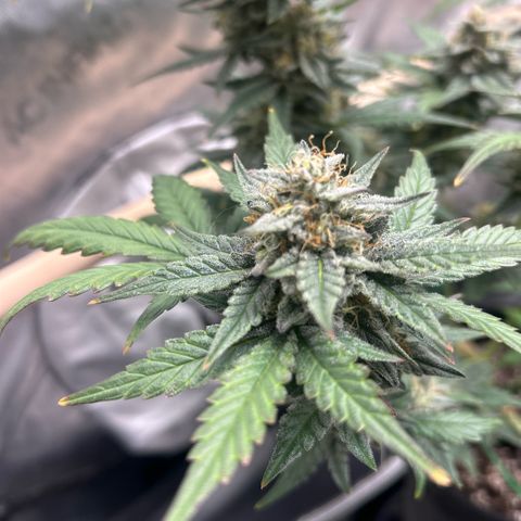 Munchie Matrimony (A): SSG. GWJ25 growlog photo: 💦💦 no nutes