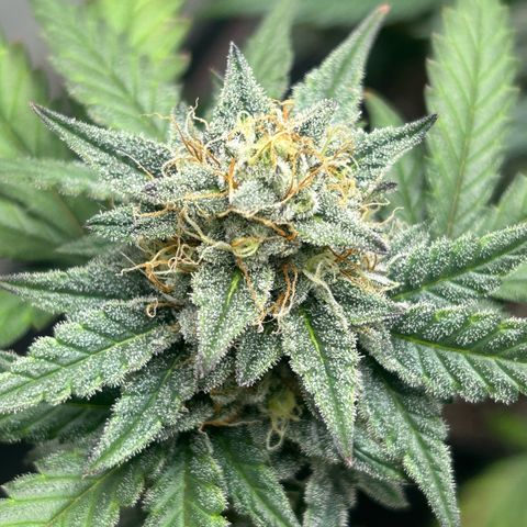 Munchie Matrimony (A): SSG. GWJ25 growlog photo: 💦💦 no nutes
