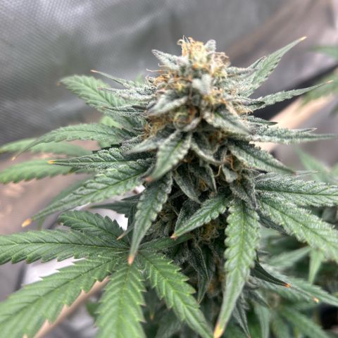 Munchie Matrimony (A): SSG. GWJ25 growlog photo: 💦💦 no nutes