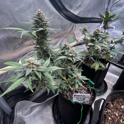 Munchie Matrimony (A): SSG. GWJ25 growlog photo: 💦💦 no nutes