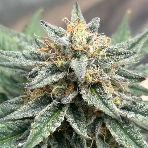 Munchie Matrimony (A): SSG. GWJ25 growlog photo: 💦💦 no nutes
