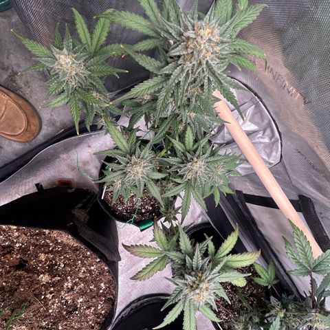 Munchie Matrimony (A): SSG. GWJ25 growlog photo: 💦💦 no nutes