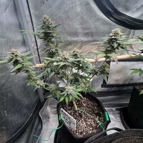 Munchie Matrimony (A): SSG. GWJ25 growlog photo: 💦💦 no nutes