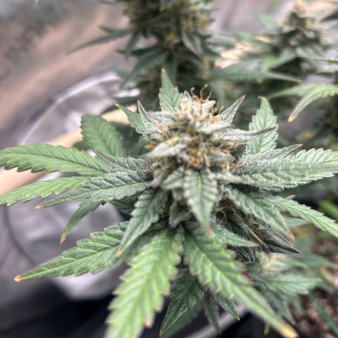 Munchie Matrimony (A): SSG. GWJ25 growlog photo: 💦💦 no nutes