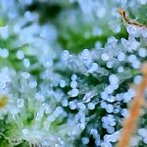 Munchie Matrimony (A): SSG. GWJ25 growlog photo: Mostly milky trichomes no amber