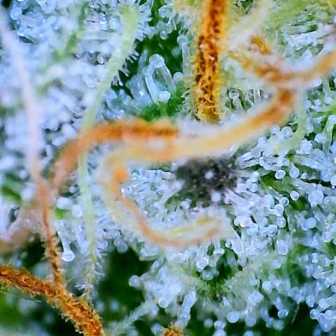 Munchie Matrimony (A): SSG. GWJ25 growlog photo: Mostly milky trichomes no amber