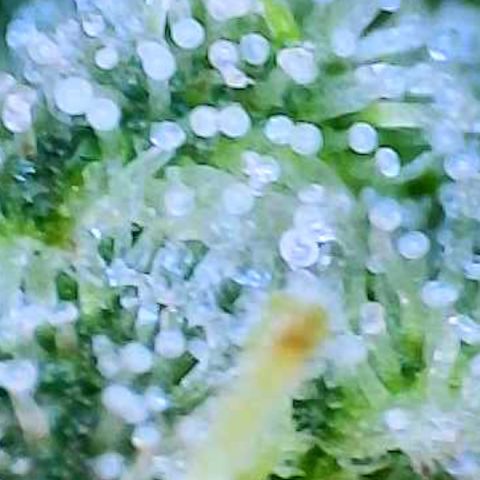 Munchie Matrimony (A): SSG. GWJ25 growlog photo: Mostly milky trichomes no amber