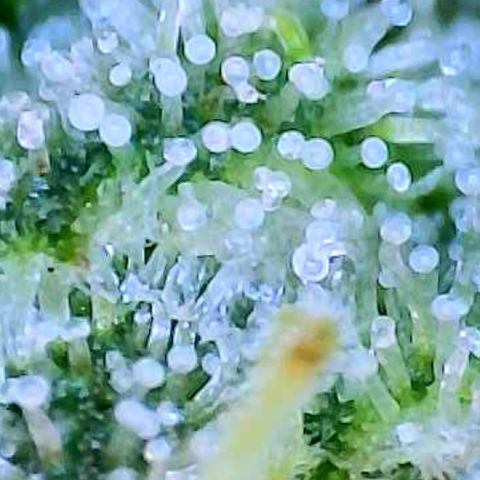 Munchie Matrimony (A): SSG. GWJ25 growlog photo: Mostly milky trichomes no amber