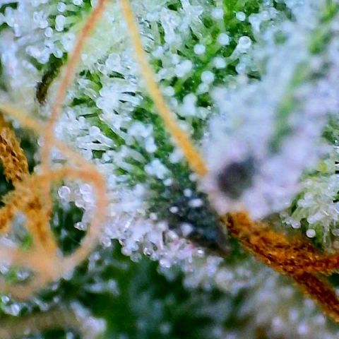 Munchie Matrimony (A): SSG. GWJ25 growlog photo: Mostly milky trichomes no amber
