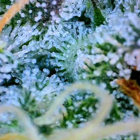 Munchie Matrimony (A): SSG. GWJ25 growlog photo: Mostly milky trichomes no amber