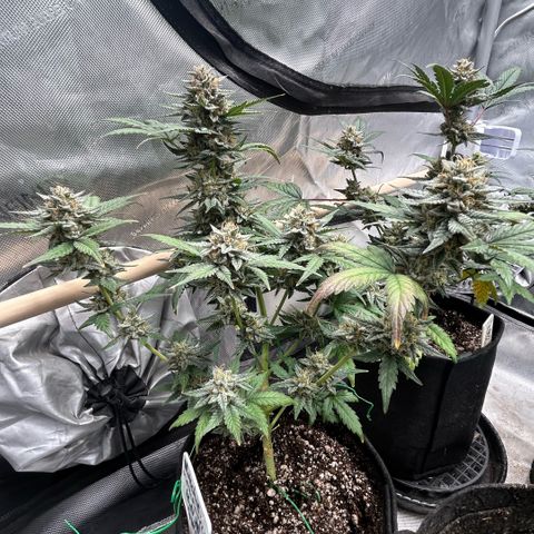 Munchie Matrimony (A): SSG. GWJ25 growlog photo: 💦💦1000ml w recharge