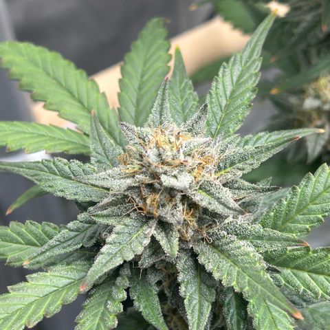 Munchie Matrimony (A): SSG. GWJ25 growlog photo: 💦💦1000ml w recharge