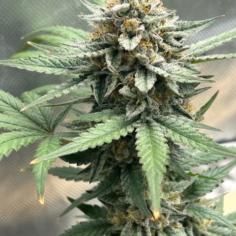 Munchie Matrimony (A): SSG. GWJ25 growlog photo: 💦💦1000ml w recharge