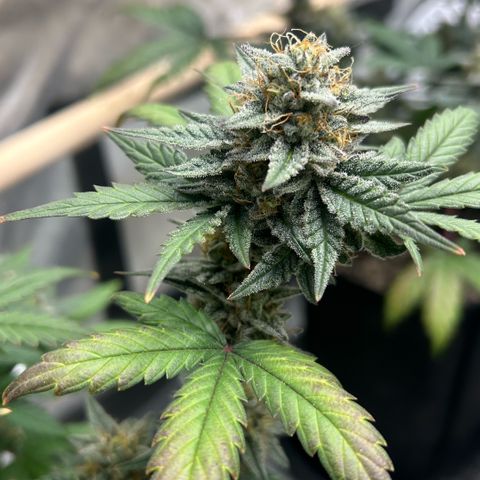 Munchie Matrimony (A): SSG. GWJ25 growlog photo: 💦💦1000ml w recharge