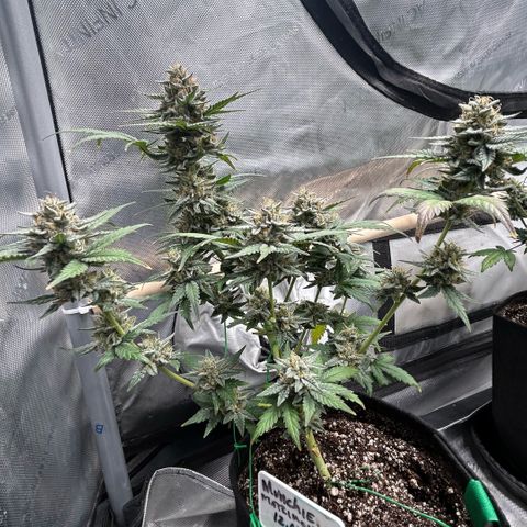 Munchie Matrimony (A): SSG. GWJ25 growlog photo: 💦💦1000ml w recharge