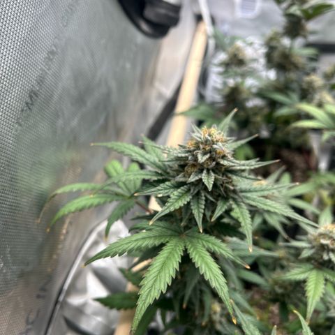 Munchie Matrimony (A): SSG. GWJ25 growlog photo: 💦💦1000ml w recharge