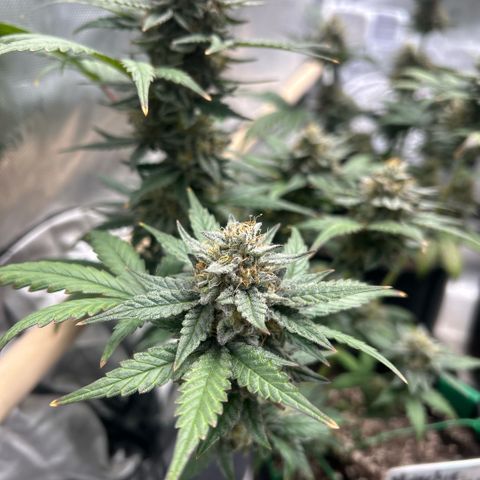 Munchie Matrimony (A): SSG. GWJ25 growlog photo: 💦💦1000ml w recharge