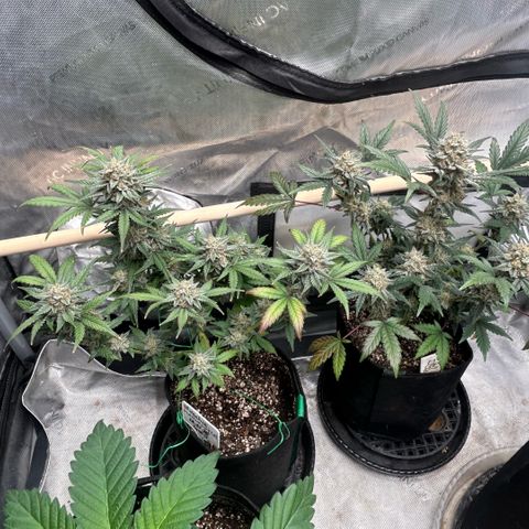 Munchie Matrimony (A): SSG. GWJ25 growlog photo: 💦💦 + recharge. No nutes