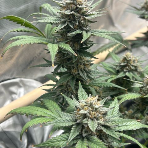 Munchie Matrimony (A): SSG. GWJ25 growlog photo: 💦💦 + recharge. No nutes