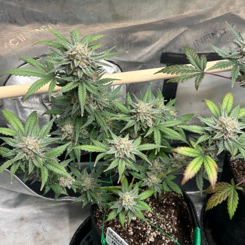 Munchie Matrimony (A): SSG. GWJ25 growlog photo: 💦💦 + recharge. No nutes
