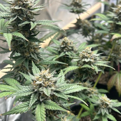 Munchie Matrimony (A): SSG. GWJ25 growlog photo: 💦💦 + recharge. No nutes