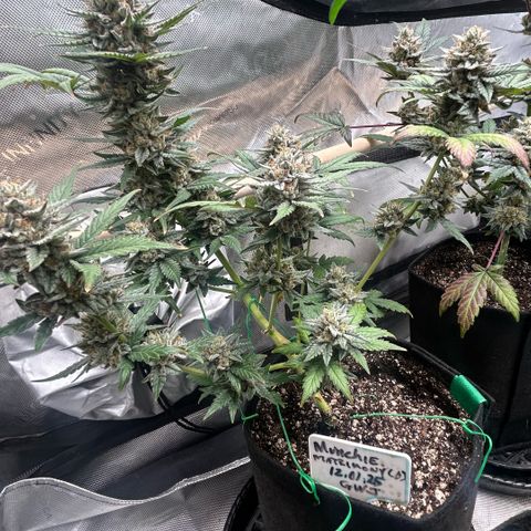 Munchie Matrimony (A): SSG. GWJ25 growlog photo: 💦💦. No nutes. Done w mixing them, too lazy, ph’d water from here to 🪓🪓