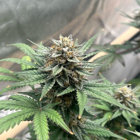 Munchie Matrimony (A): SSG. GWJ25 growlog photo: 💦💦. No nutes. Done w mixing them, too lazy, ph’d water from here to 🪓🪓