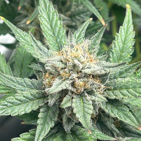 Munchie Matrimony (A): SSG. GWJ25 growlog photo: 💦💦. No nutes. Done w mixing them, too lazy, ph’d water from here to 🪓🪓