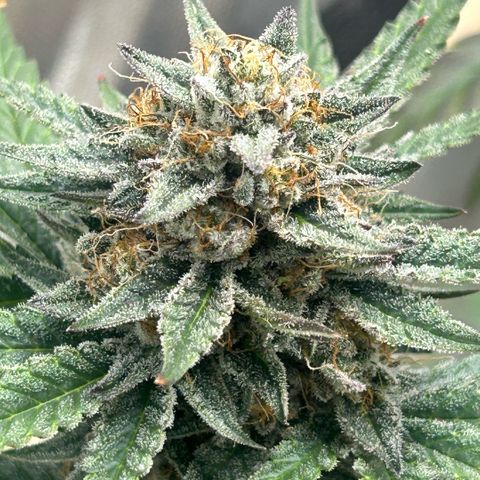 Munchie Matrimony (A): SSG. GWJ25 growlog photo: 💦💦. No nutes. Done w mixing them, too lazy, ph’d water from here to 🪓🪓