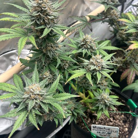 Munchie Matrimony (A): SSG. GWJ25 growlog photo: 💦💦 and recharge only. No nutes anymore