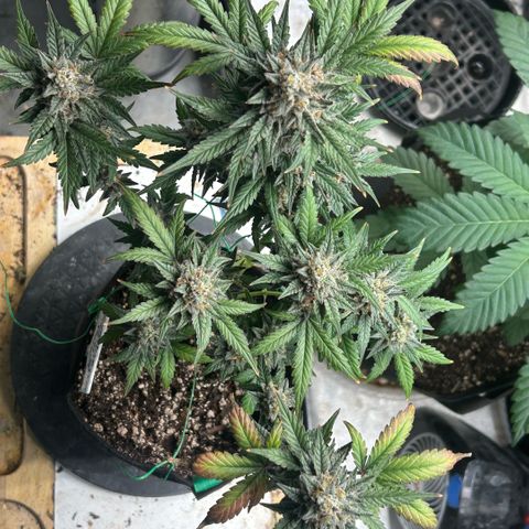 Munchie Matrimony (A): SSG. GWJ25 growlog photo: 💦💦 and recharge only. No nutes anymore