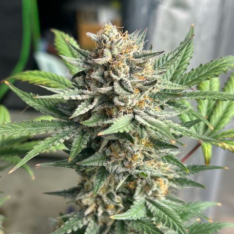Munchie Matrimony (A): SSG. GWJ25 growlog photo: 💦💦 and recharge only. No nutes anymore