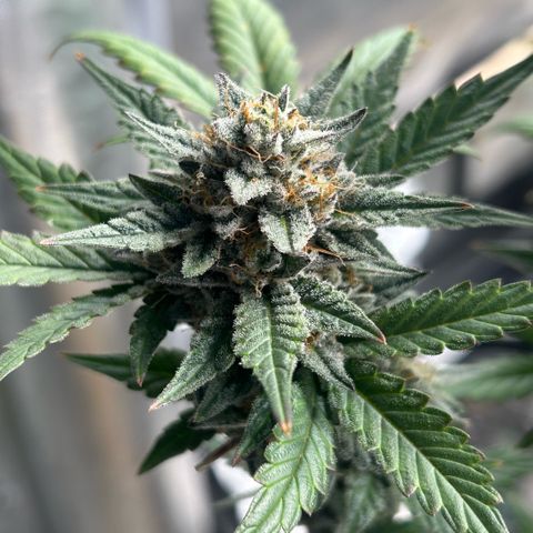 Munchie Matrimony (A): SSG. GWJ25 growlog photo: 💦💦 and recharge only. No nutes anymore